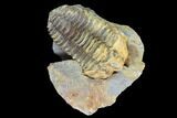 Fossil Calymene Trilobite Nodule - Morocco #100016-2